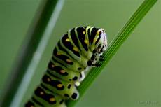 Caterpillar Hoodie