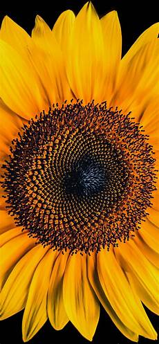 Sunflower Hoodie