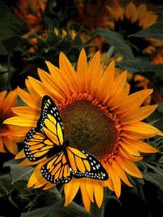 Sunflower Hoodie