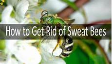 Sweat Spray
